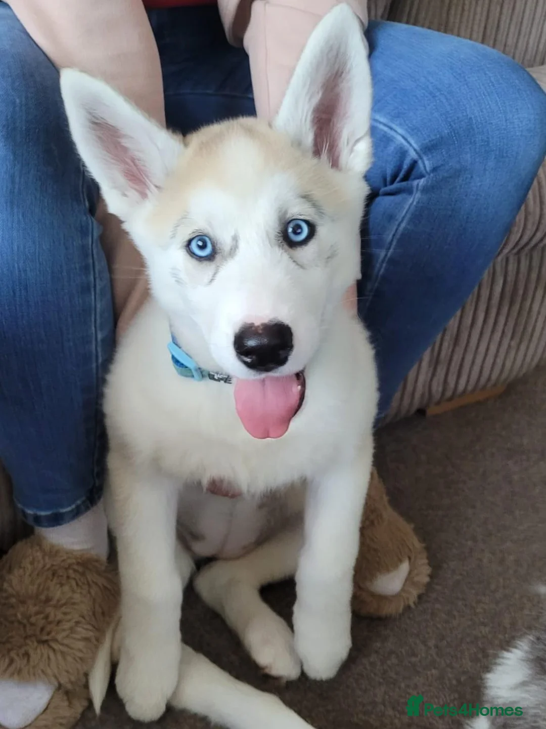 Siberian Husky dogs for sale: 1 female husky puppy in Leeds - Advert 1
