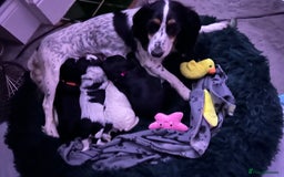 Cocker Spaniel dogs for sale: Beautiful Working Cocker Spaniel puppies - Advert 2