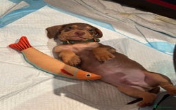 Miniature Dachshund dogs for sale: REDUCED 9 WEEKS MINI DACHSHUND PUPPY - Image 1