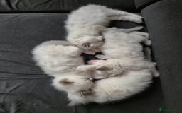 Ragdoll cats for sale: beautiful ragdoll kittens  - Image 9