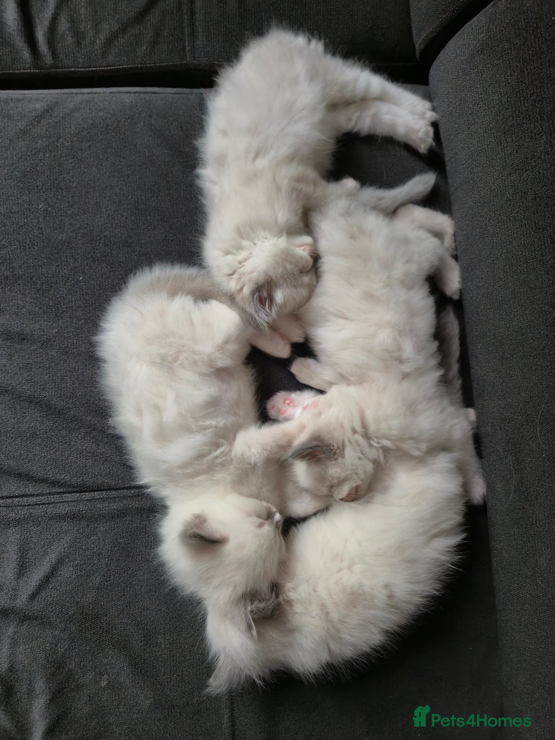 Ragdoll cats for sale: beautiful ragdoll kittens  - Image 9