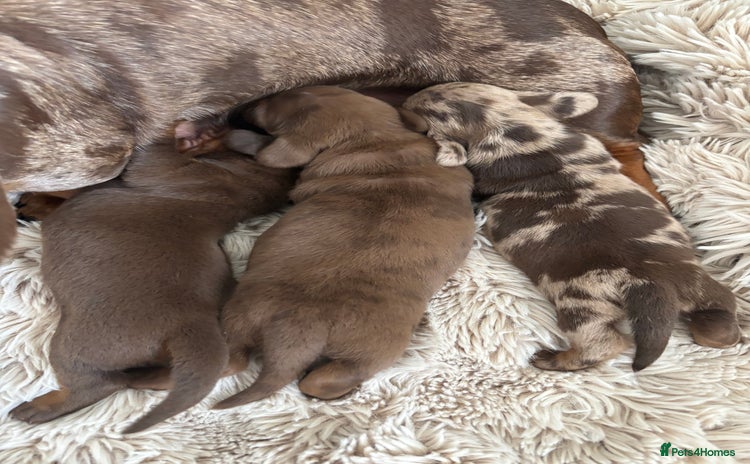 Miniature Dachshund dogs - Advert 10