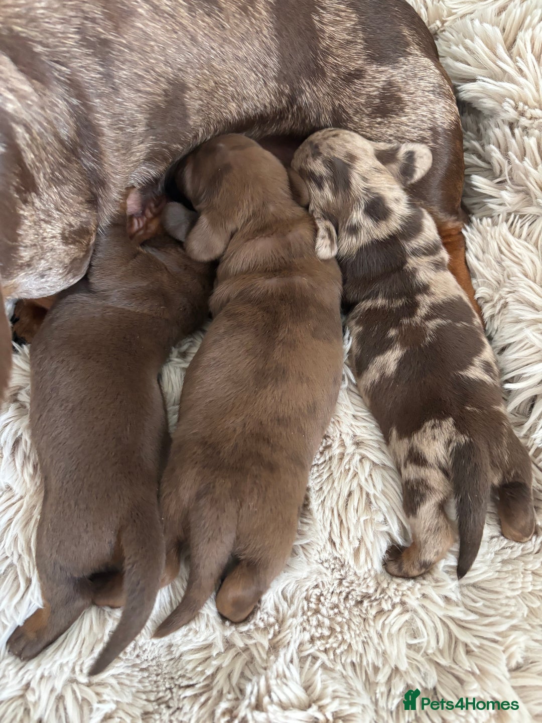 Miniature Dachshund dogs for sale: Miniature dachshund  - Image 1