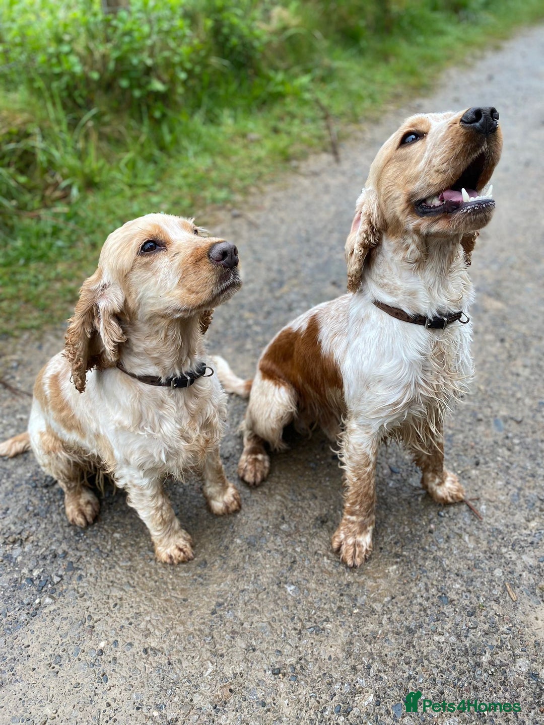 Cocker Spaniel dogs for stud: Orange Roan Show Cocker - Advert 4