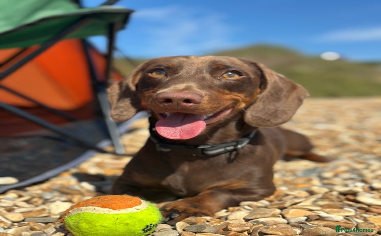 Miniature Dachshund dogs - Advert 3