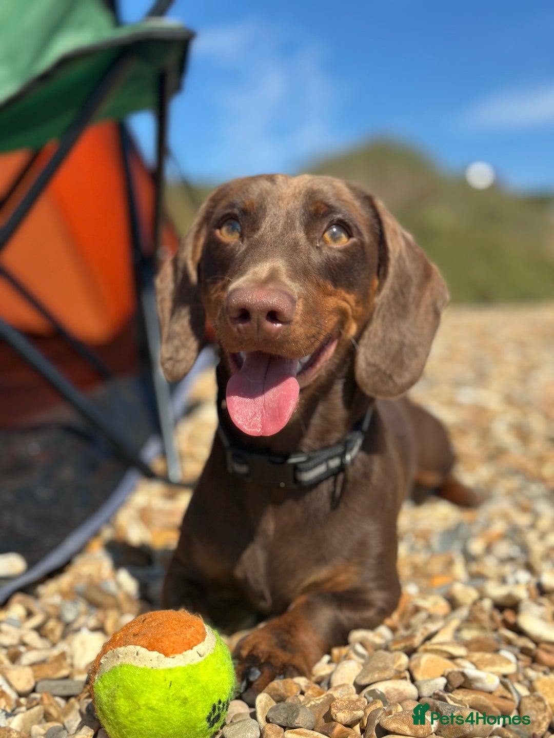 Miniature Dachshund dogs for stud: Miniature dachshund stud  - Image 1