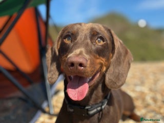 Miniature Dachshund dogs - Advert 33