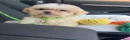 Shihpoo dogs for sale: Beautiful 11 Shipoo boy in Knutsford - Advert 2