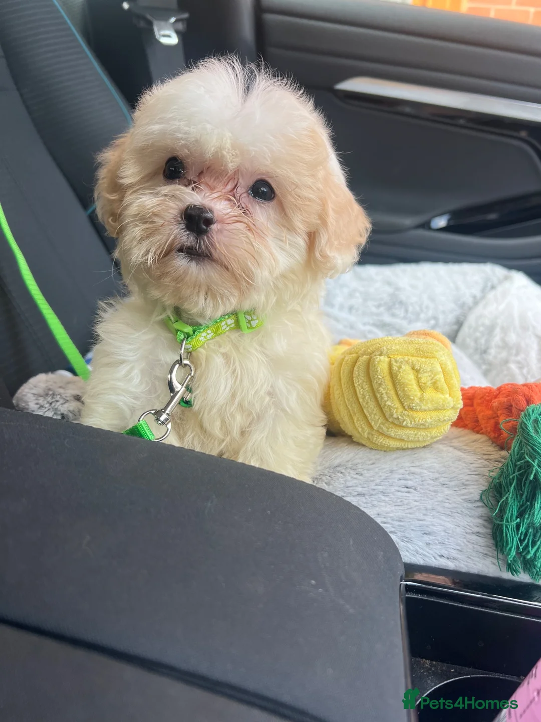 Shihpoo dogs for sale: Beautiful 11 Shipoo boy in Knutsford - Advert 2