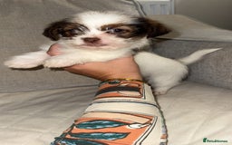 Shih Tzu dogs for sale:  Shih Tzu puppies 1 boy left! - Advert 2