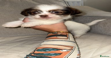 Shih Tzu dogs  Shih Tzu puppies 1 boy left! - Advert 1