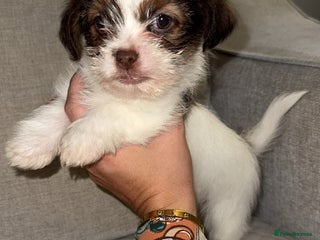 Shih Tzu dogs Shih Tzu puppies 1 boy left! - Advert 13