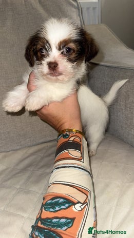 Shih Tzu dogs Shih Tzu puppies 2 boys left! - Advert 4