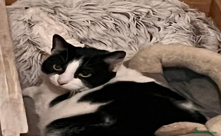 Mixed Breed cats - Advert 13