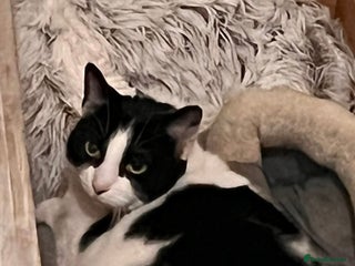 Mixed Breed cats - Advert 12