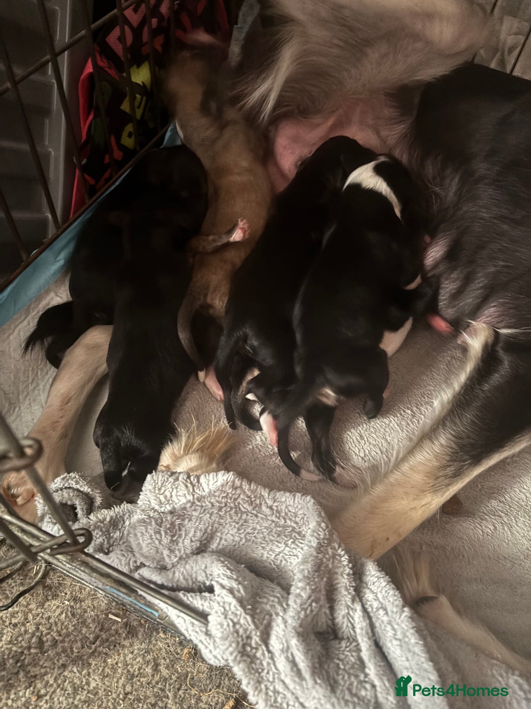 Mixed Breed dogs for sale:  3/4 saluki x 1/4 whippet puppies last two reduced - Advert 6