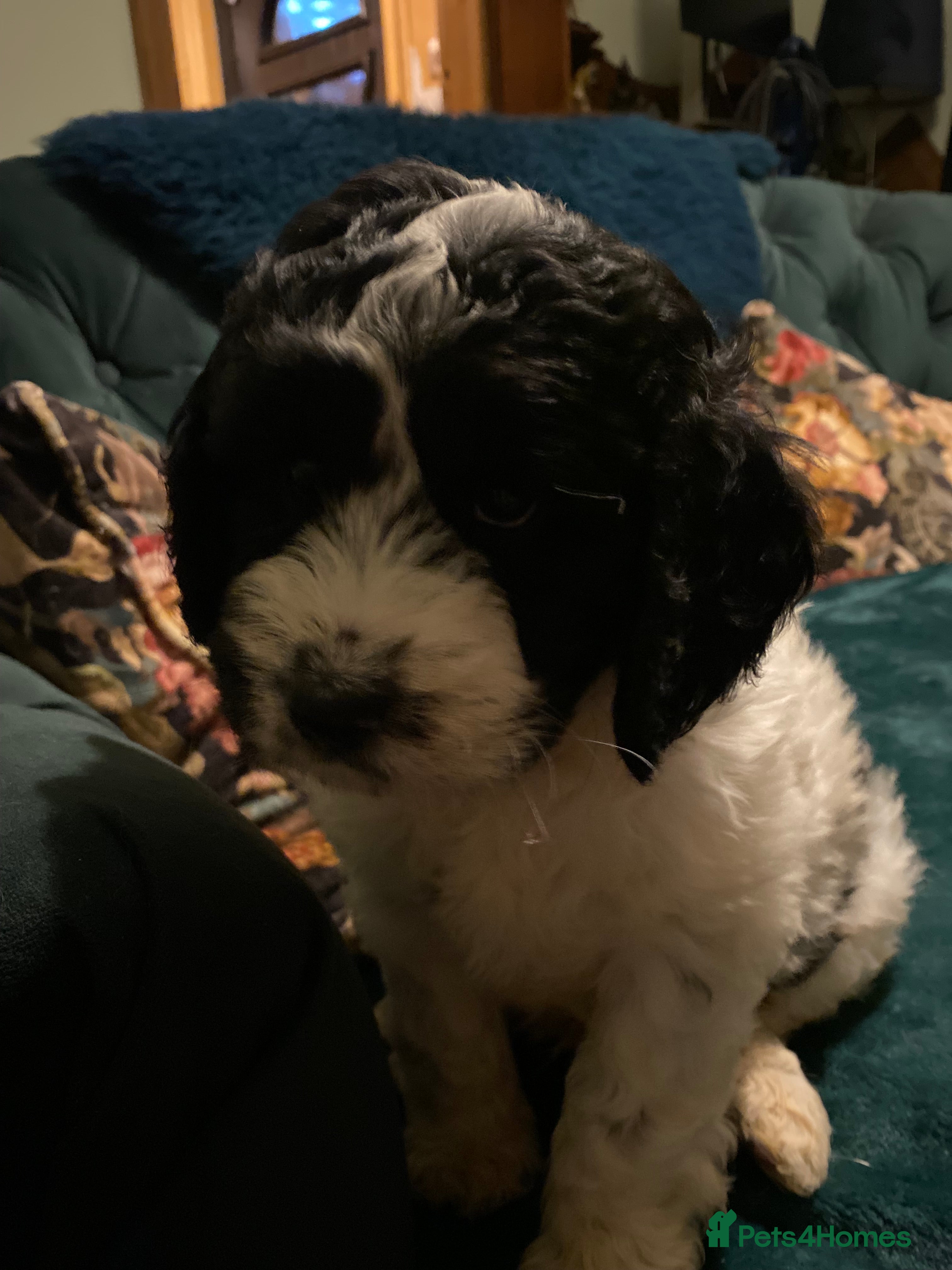 Clumber Spaniel dogs Clumber x puppies ready to leave 23/12/25 - Advert 5