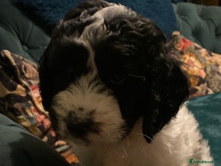 Clumber Spaniel dogs Clumber x puppies ready to leave 23/12/25 - Advert 11