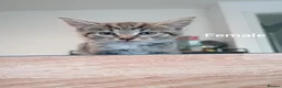 Mixed Breed cats for sale: Beautiful Kittens for sale  - Advert 2