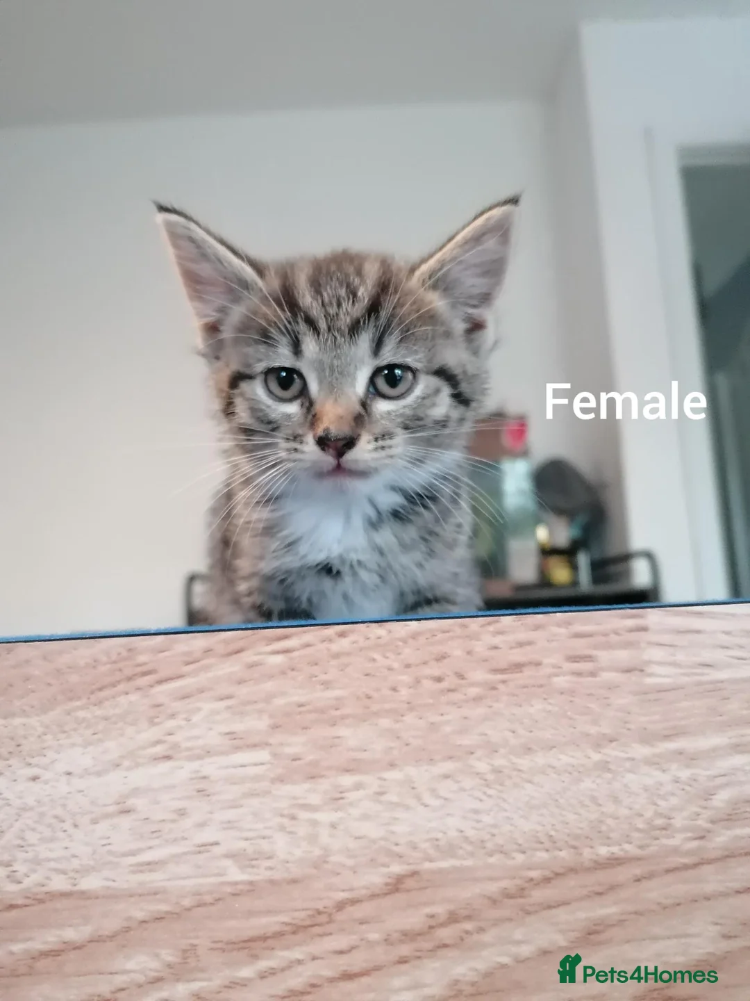 Mixed Breed cats for sale: Beautiful Kittens for sale  - Advert 2