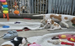 Beagle dogs for sale: Stunning KC Reg Beagle Pups - Ready Now - Image 9