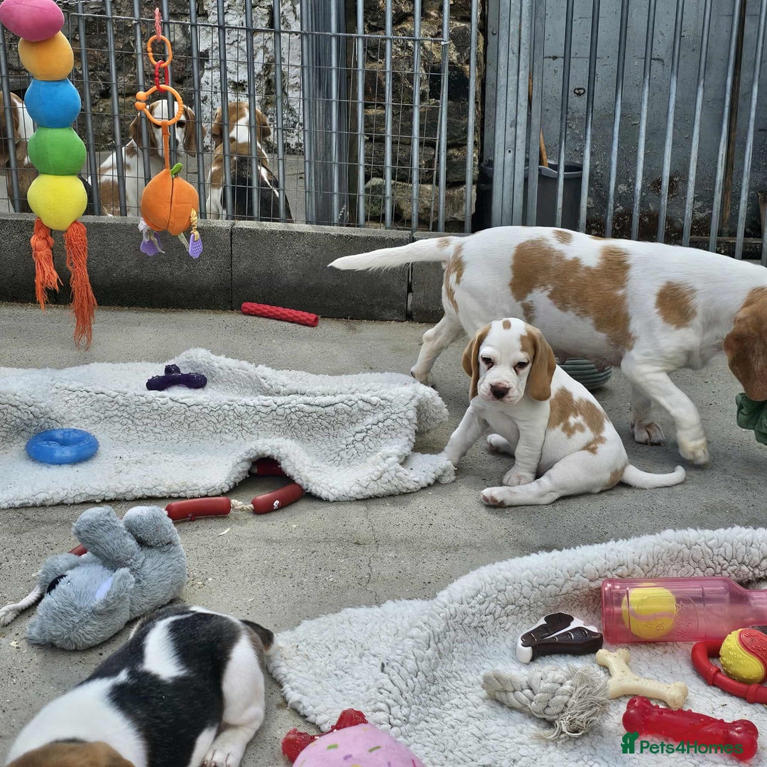 Beagle dogs for sale: Stunning KC Reg Beagle Pups - Ready Now - Image 9