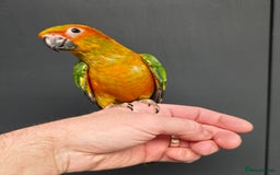 Conures birds for sale: Handreared Small Conures, Sun & Patagonian conures - Image 7