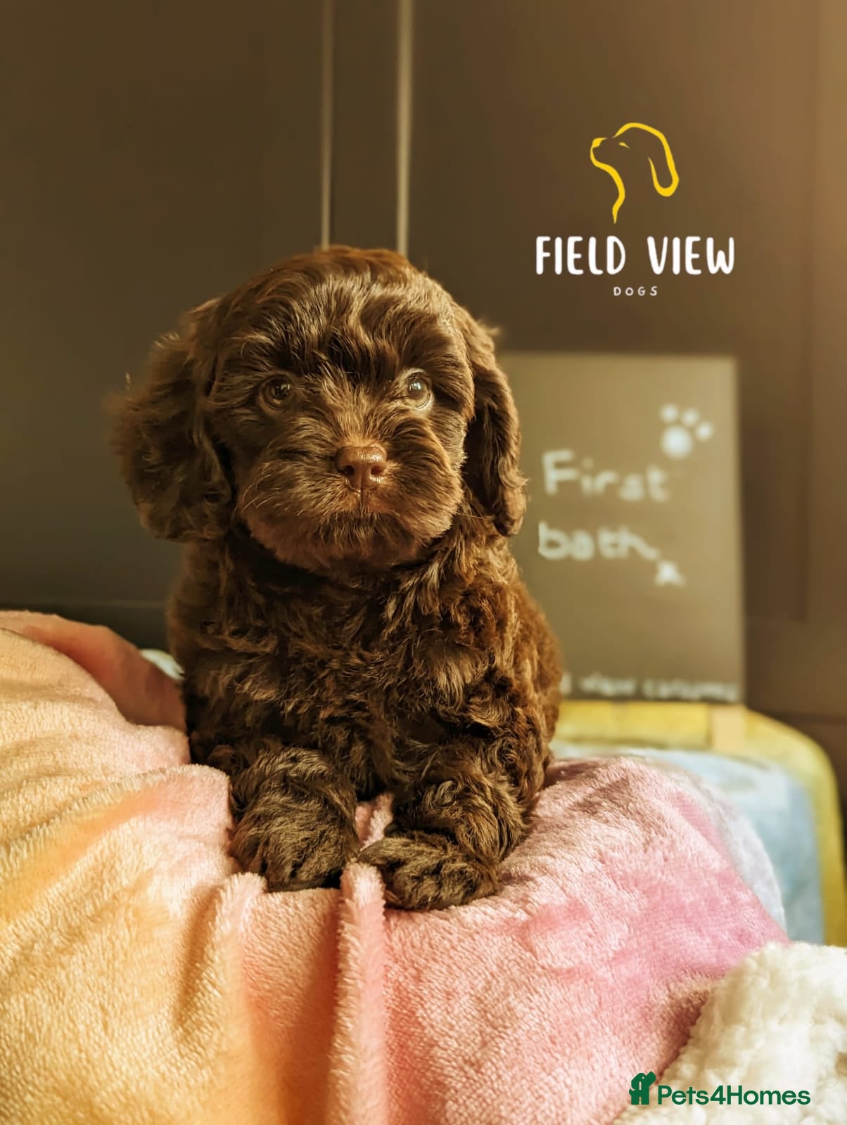 Cavapoo dogs F1 Cavapoo pups, extensively health tested parents - Advert 1