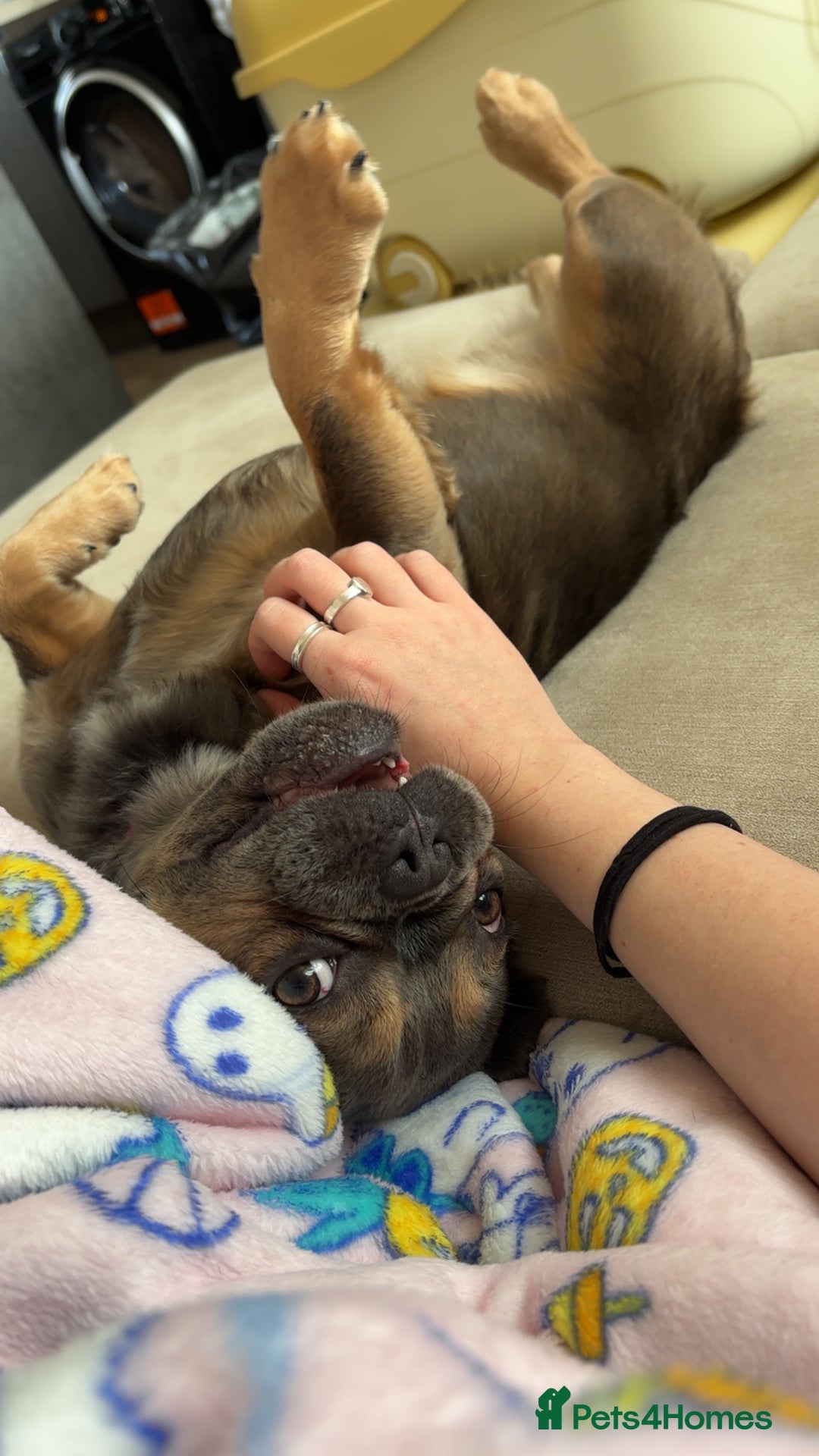 French Bulldog dogs for sale: Fluffy Frenchie - Advert 3