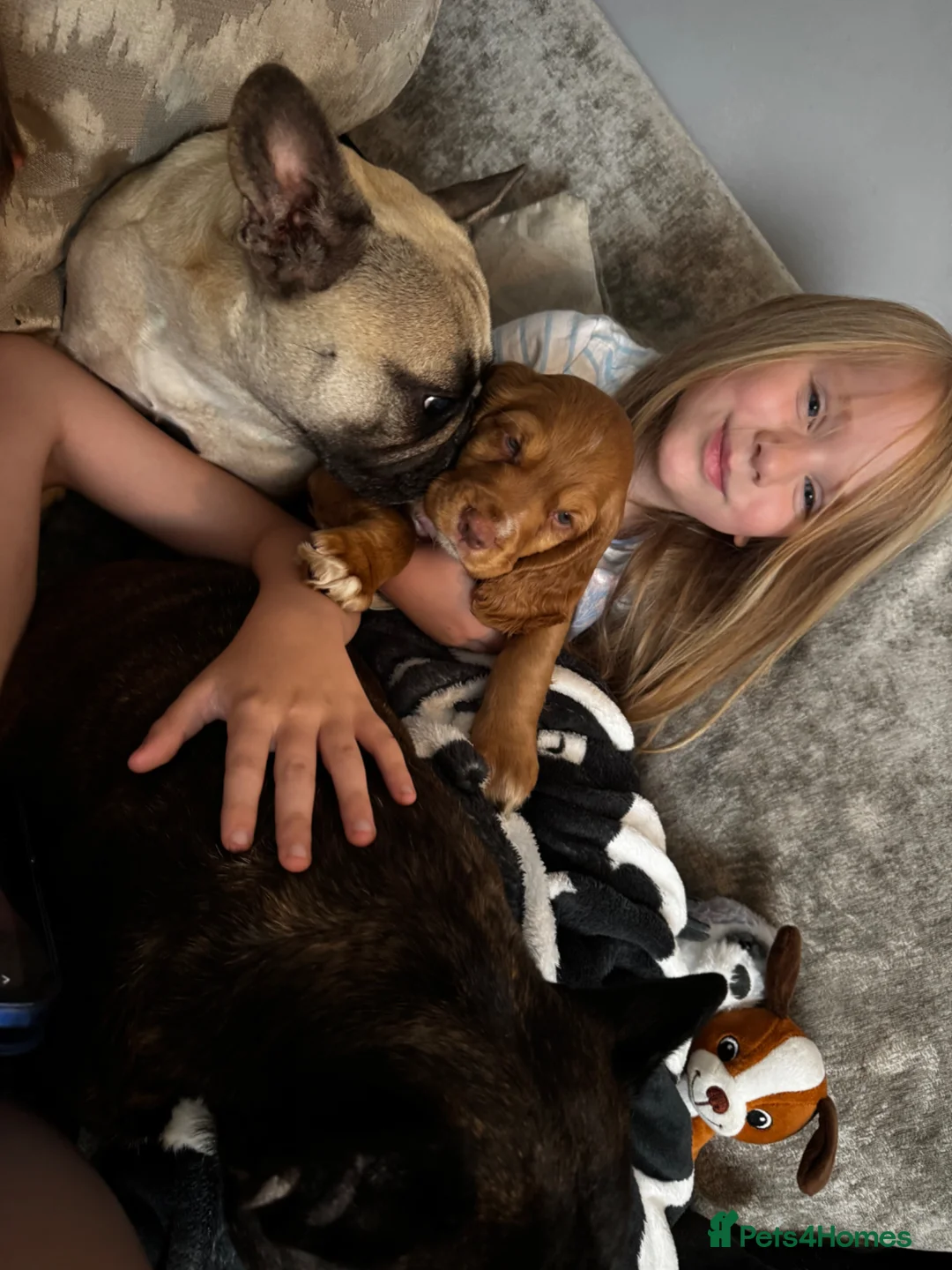 French Bulldog dogs for adoption: French bulldog 3 years old - Advert 1