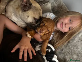 French Bulldog dogs French bulldog 3 years old - Advert 3