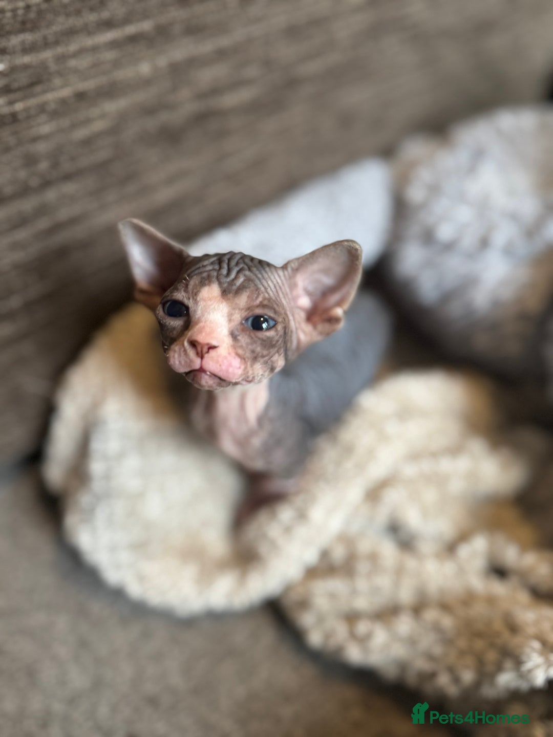 Sphynx cats for sale: Sphynx girls looking for new beds to snuggle in - Image 5