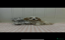 Cavachon dogs for sale: Cavachon Puppies  - Advert 3