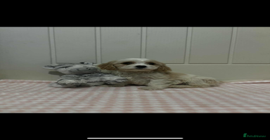 Cavachon dogs Cavachon Puppies  - Advert 3