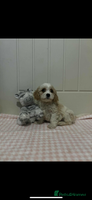 Cavachon dogs Cavachon Puppies - Advert 3