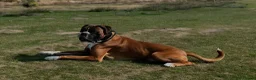 Boxer dogs for sale: Boxer puppies - Advert 4