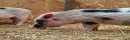 Pig livestock for sale: 3 x Castrated Mini / Micro Pigs - Advert 3