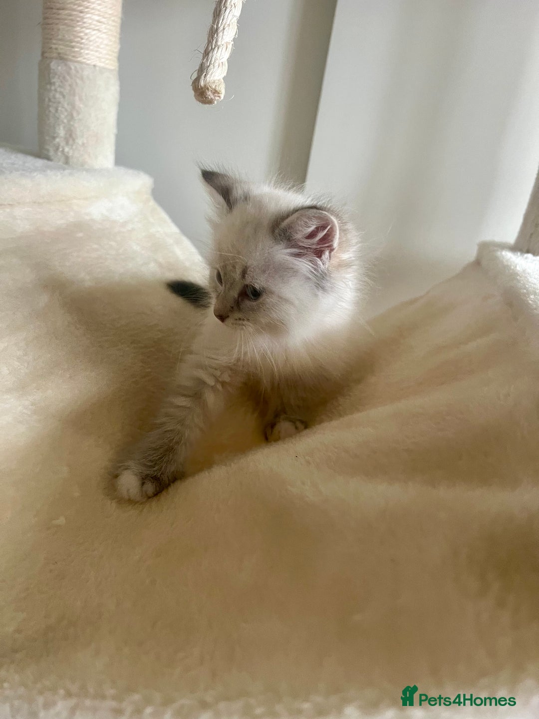 Siberian cats for sale: Hypoallergenic Female Siberian Blue eyes Neva - Advert 12