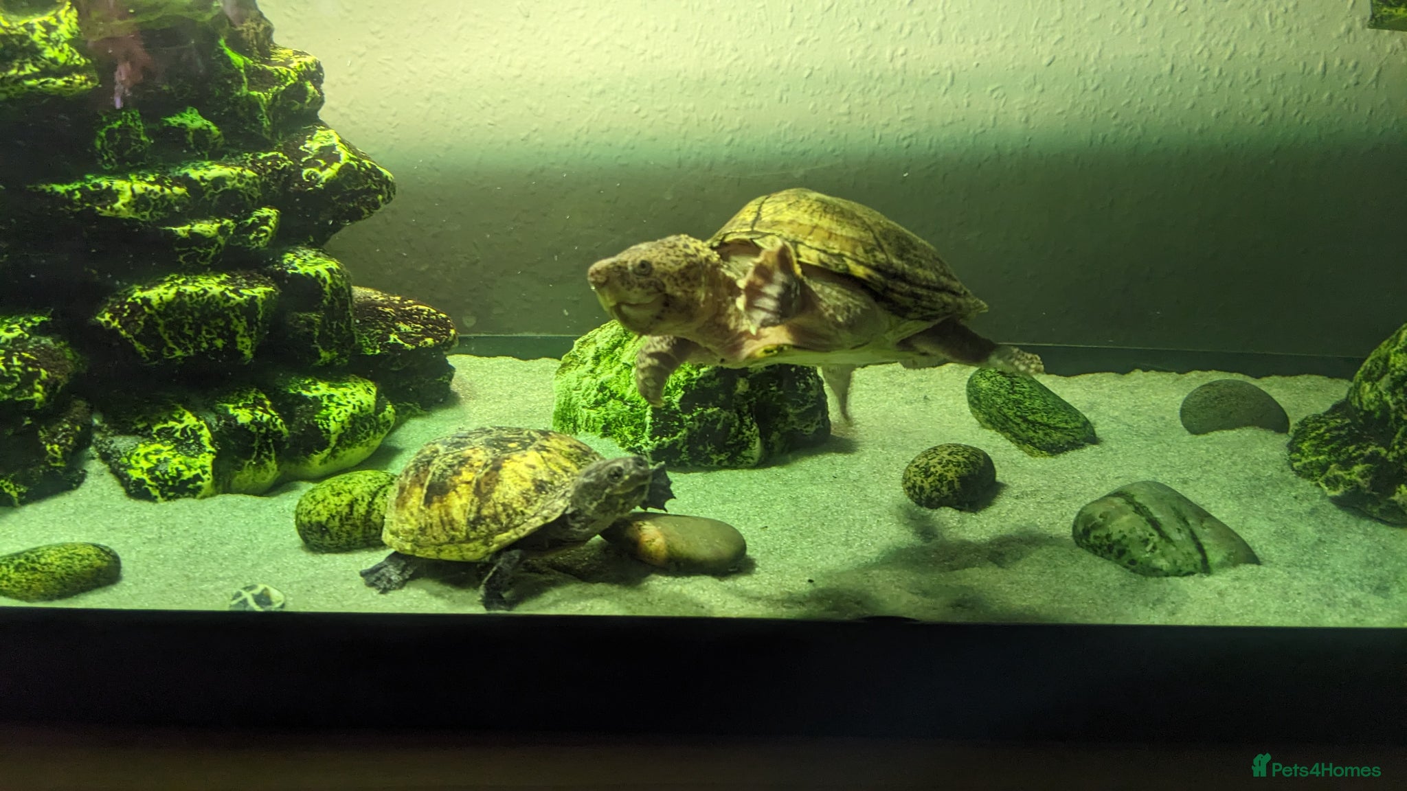 Turtle reptiles Razor-backed & Common Musk Turtle With Full Setup. - Advert 1