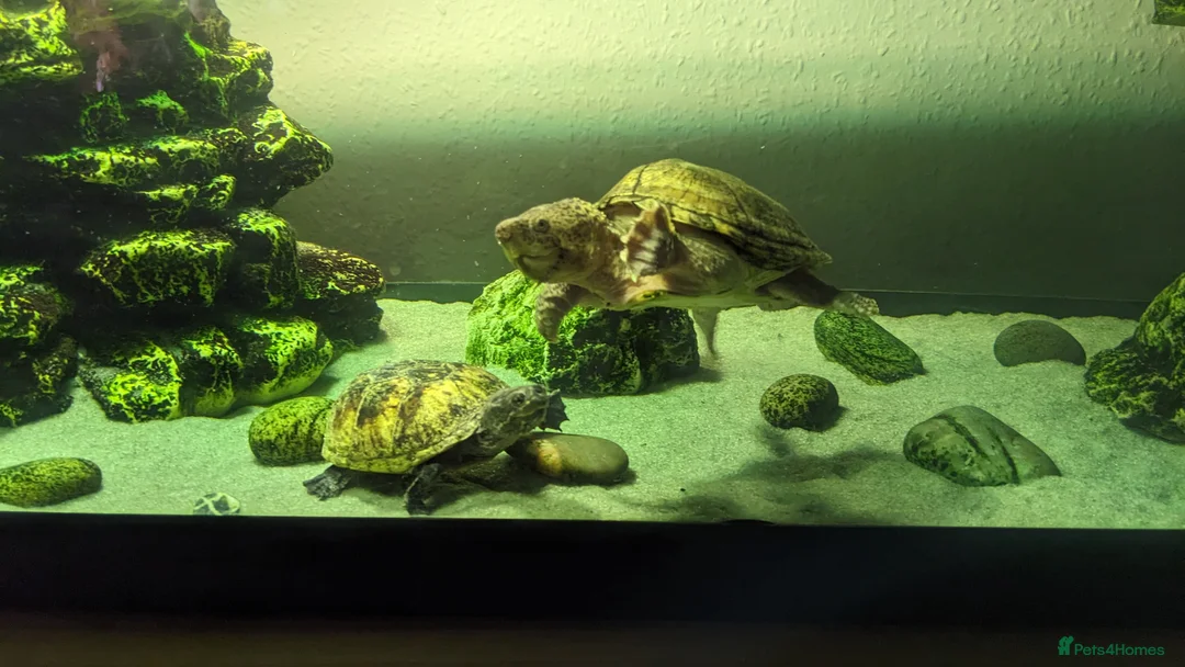 Turtle reptiles for sale: Razor-backed & Common Musk Turtle With Full Setup. in Stafford - Advert 1