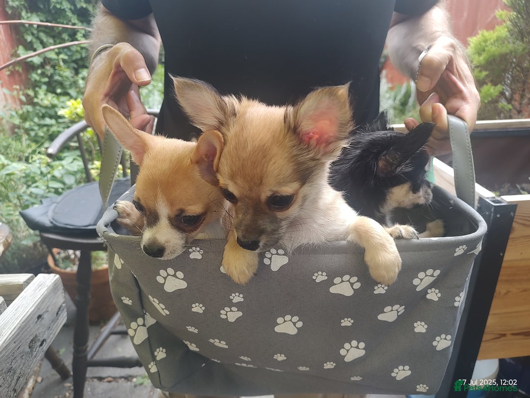 Chihuahua dogs for sale: Adorable Loving hand reared ready now Chihuahuas - Image 4