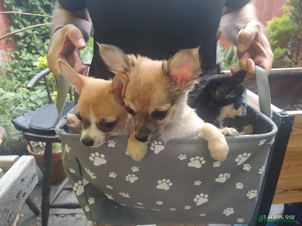 Chihuahua dogs - Advert 1