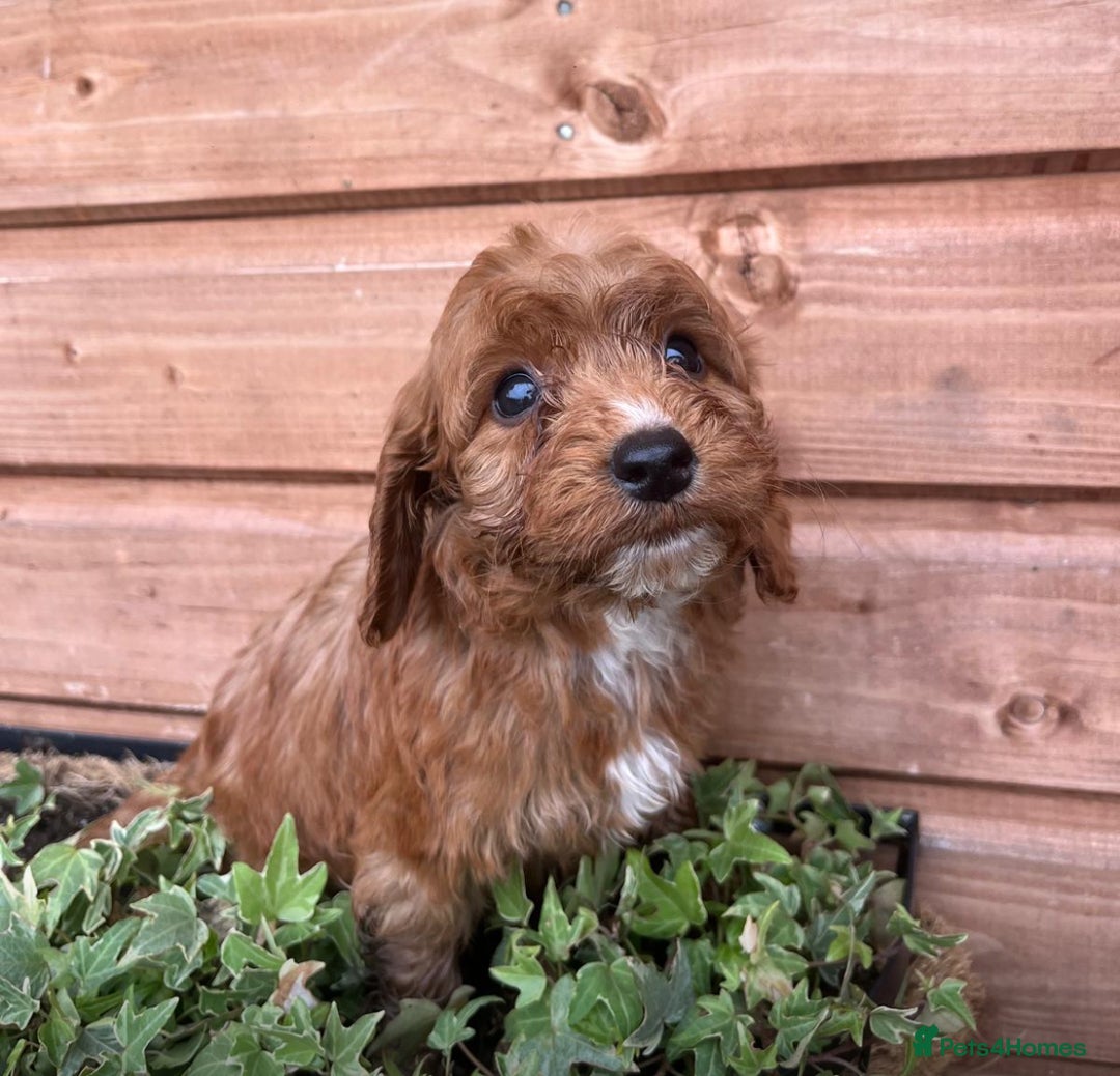 Cockapoo dogs for sale: Cockapoo puppies  - Image 8