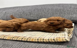 Cockapoo dogs for sale: BEAUTIFUL F1B COCKAPOO PUPS - Image 8