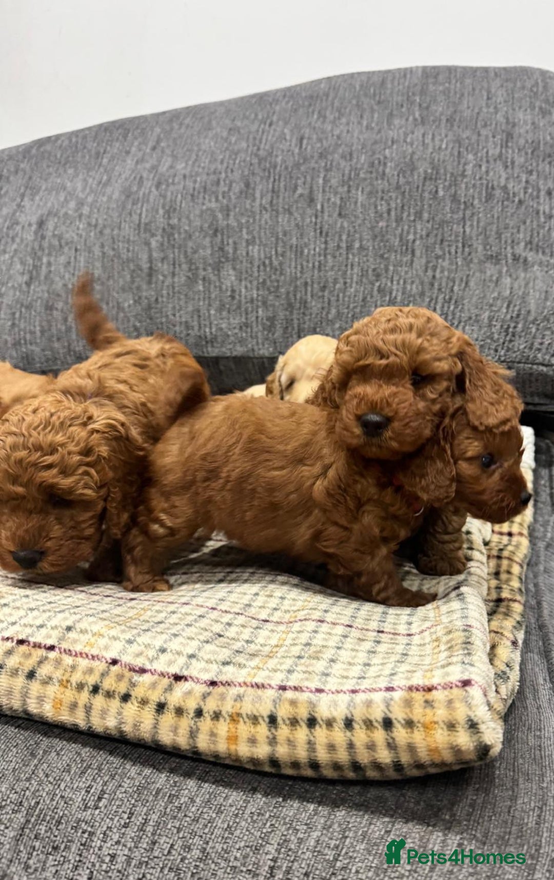 Cockapoo dogs for sale: BEAUTIFUL F1B COCKAPOO PUPS - Image 8