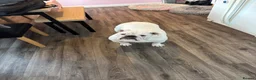English Bulldog dogs for sale: English bulldog for adoption - Advert 3