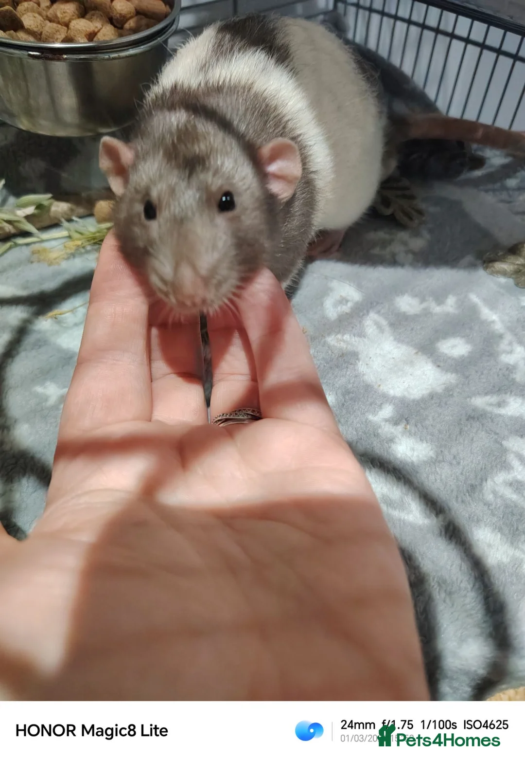 Rat rodents for sale: 2x sweet rat boys  - Advert 4