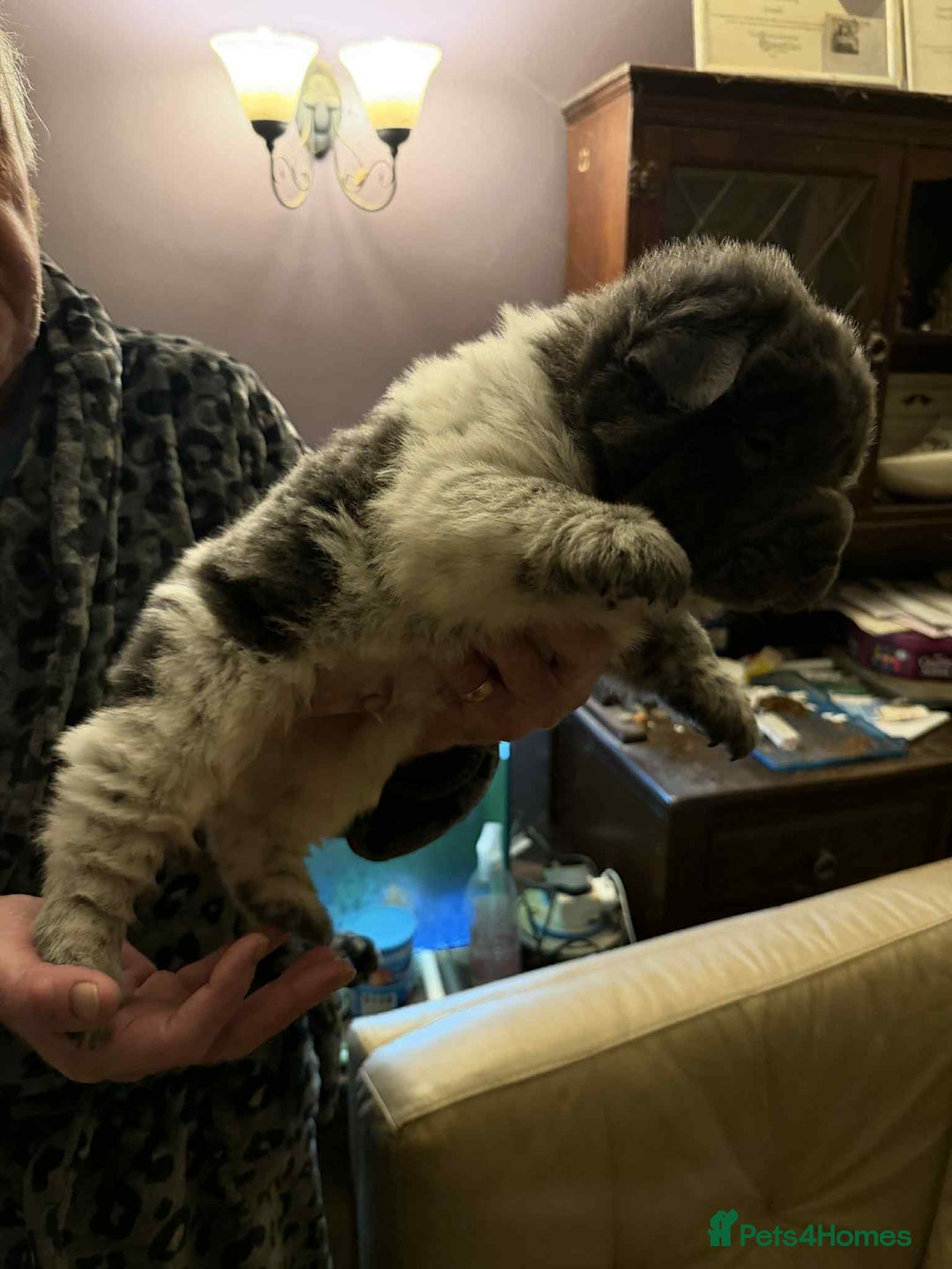 Shar Pei dogs for sale: 4 gorgeous bear coat shar pei puppies - Advert 6