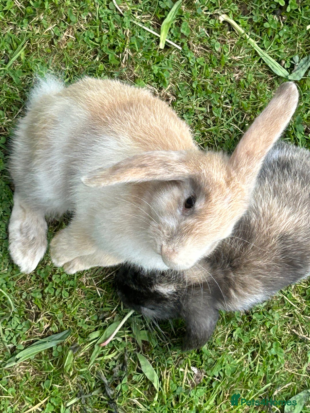 Mixed Breed rabbits for sale: Lop eared rabbits  - Image 3