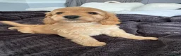 Mixed Breed dogs for sale: 2 lovely boys left Cavapoo - Advert 4